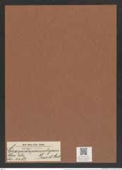 Craspedoporus elegans Grove et Sturt. (de-Toni-Nr.: Genus 180, Species 4483) Zeichnungen Sammlung Grunow Mappe 04405 (Herbarium_W_Grunow_drawings_Folder_04405)